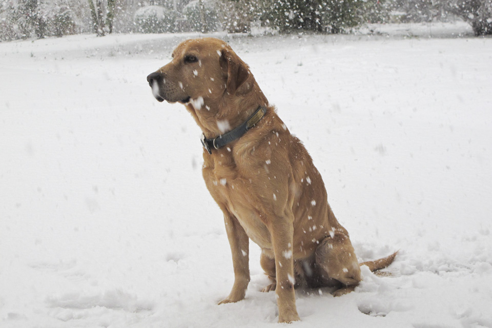 Real-Biscuit-In-Snow_0021.jpg