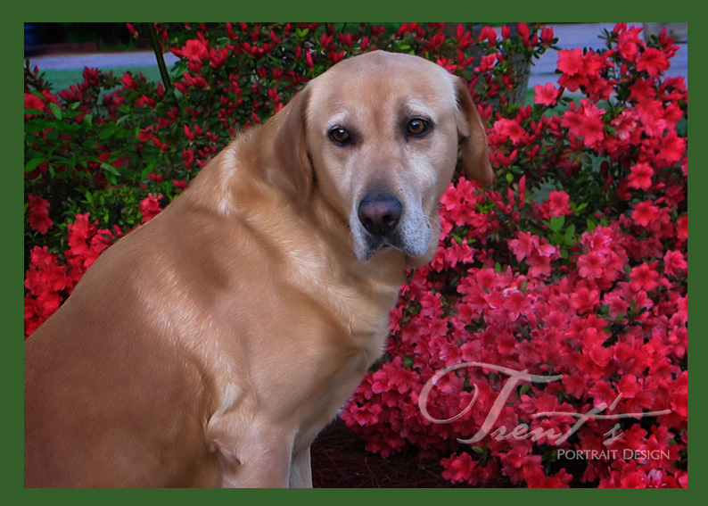 Biscuit_Flowers_01.jpg